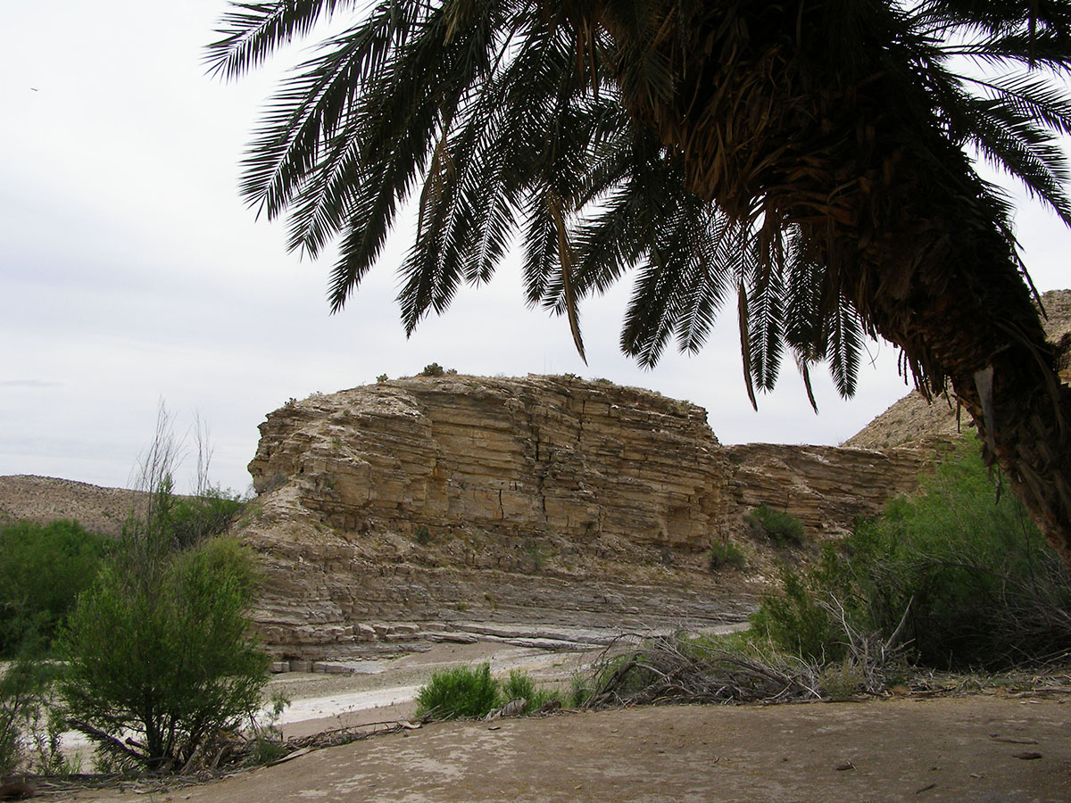 Layered rock outcropping with a wizened palm tree.