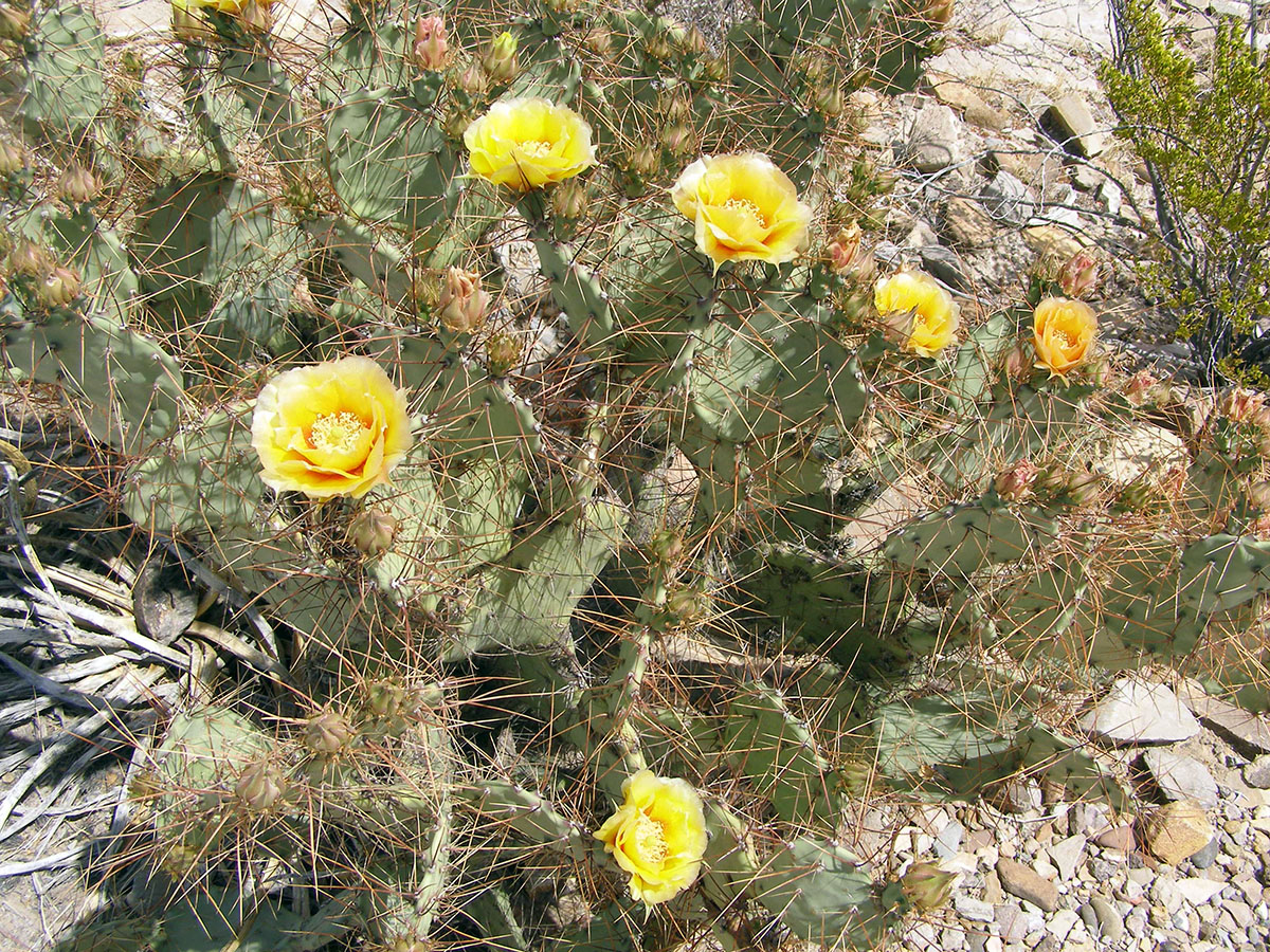 A cactus with yellow blossoms.