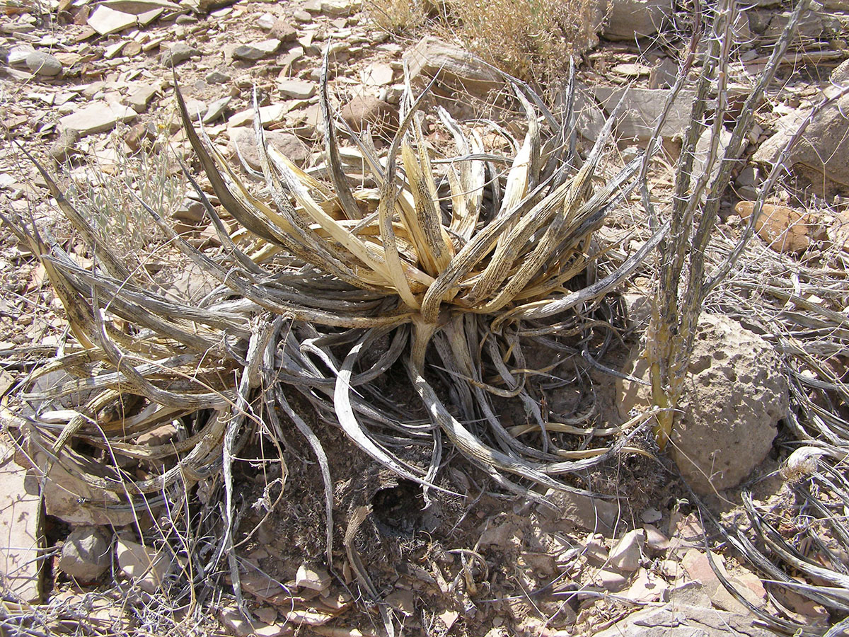 Desiccated cactus.