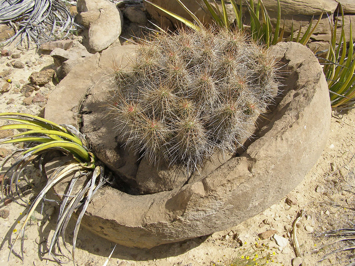 A rock makes a bowl shape, with a cactus blooming out of it.