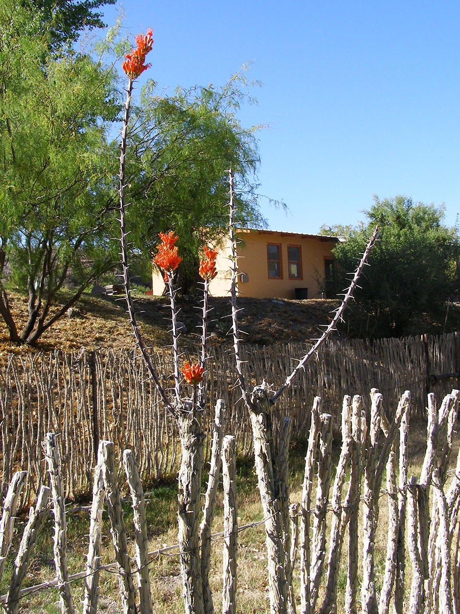A fence made of ocotillo.