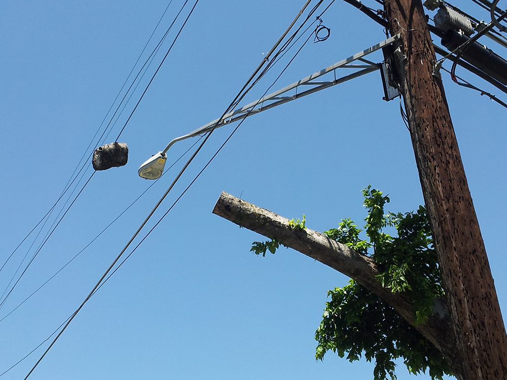 A tree is cut off to make way for a phone pole.