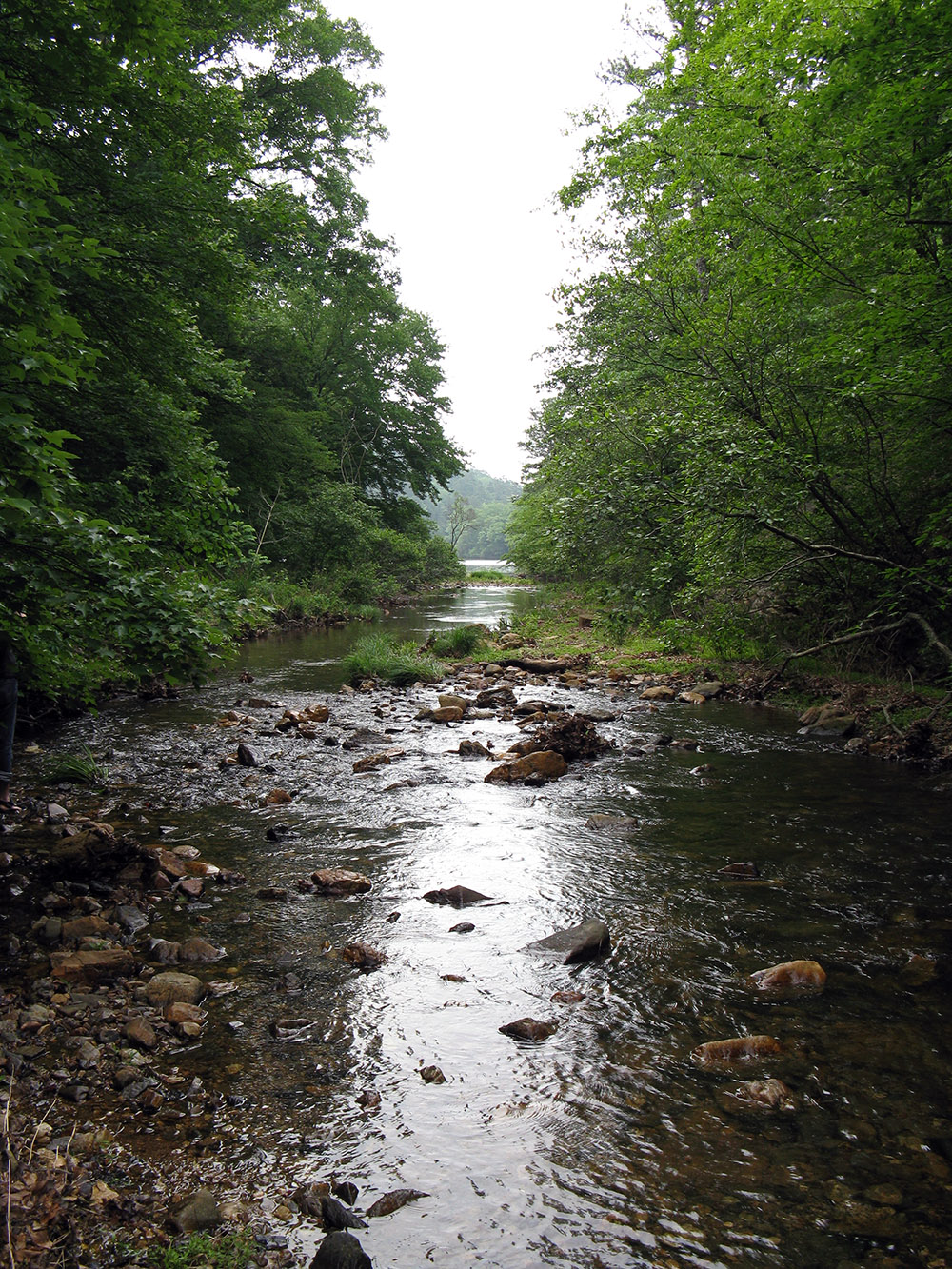 Nature shot of the creek to Shady Lake.