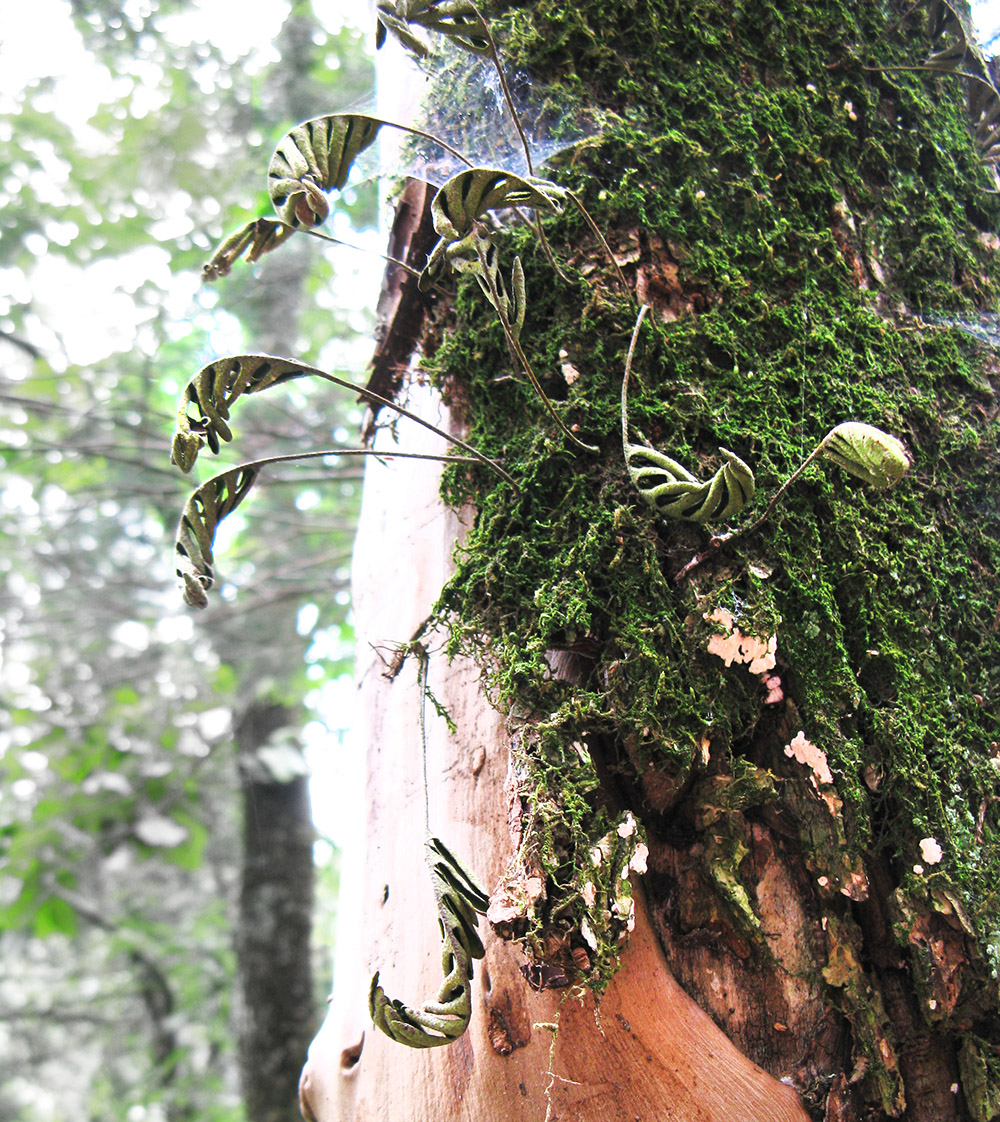 Pretty moss fronds on a tree.