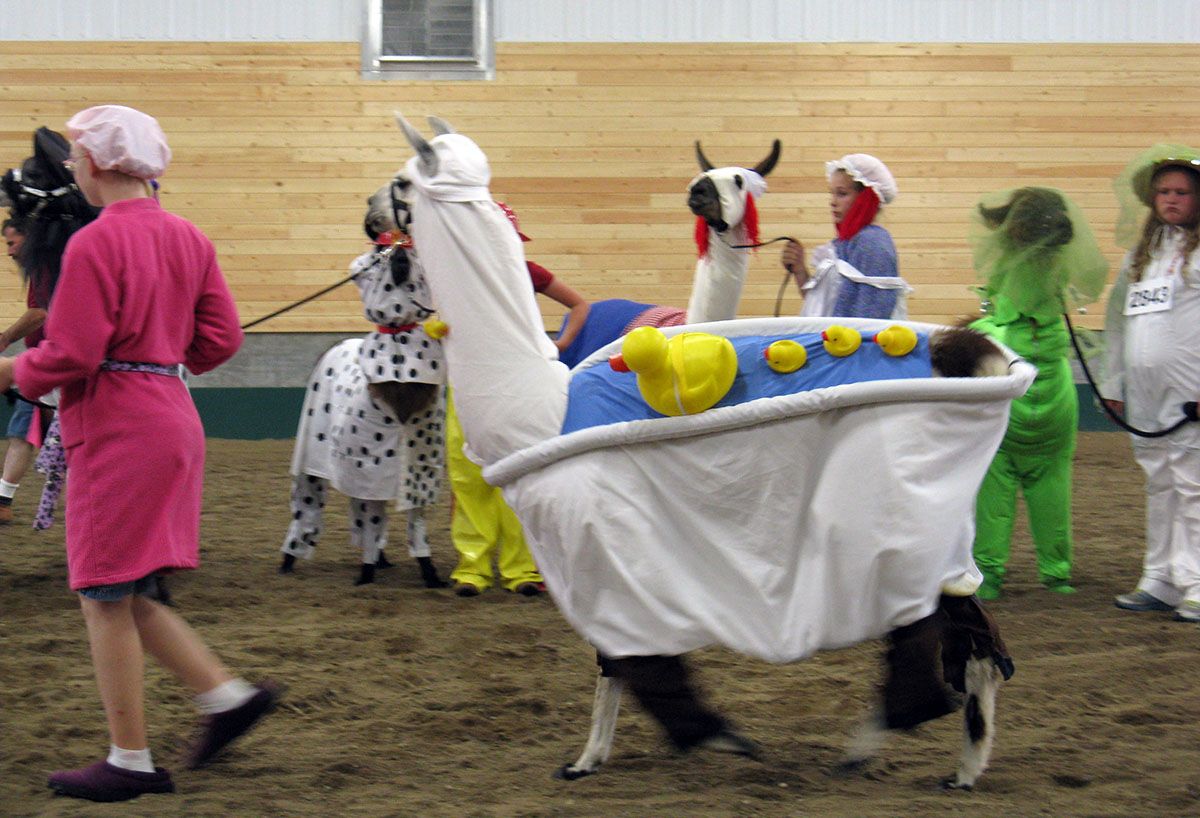 Llama dressed up like a bathtub.