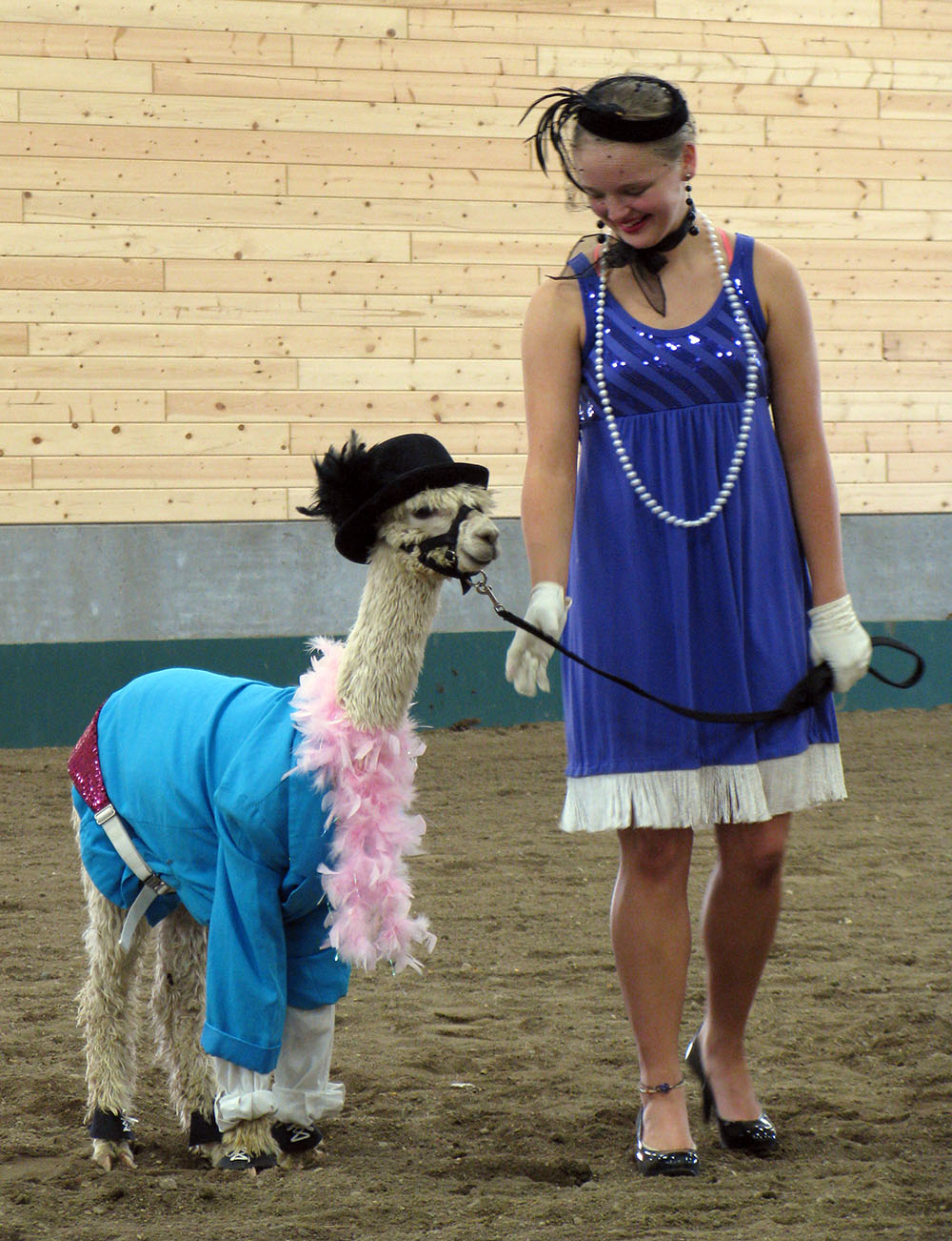 Fancy dancer llama.