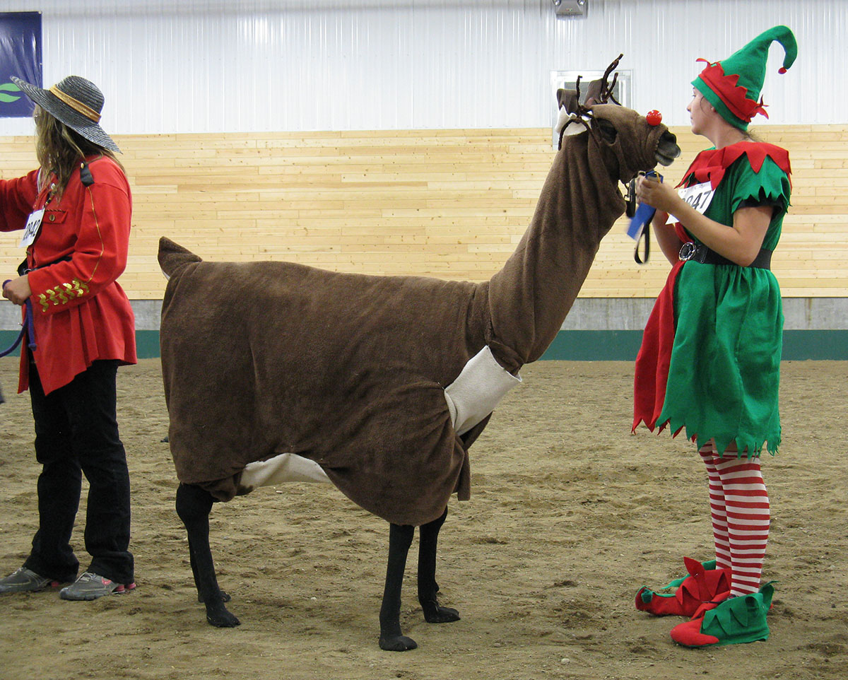 Rudolph the red-nosed reindeer llama.
