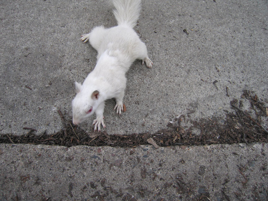 Binny the albino squirrel