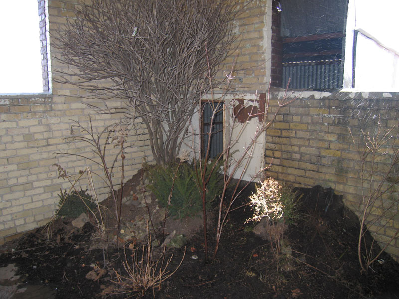 Trees growing in an abandoned building