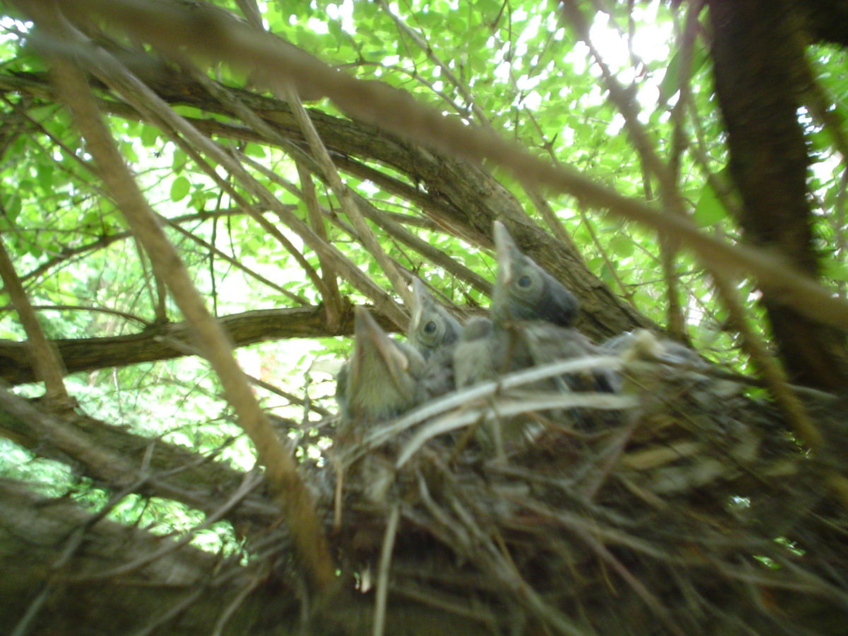 Blue jays in a nest