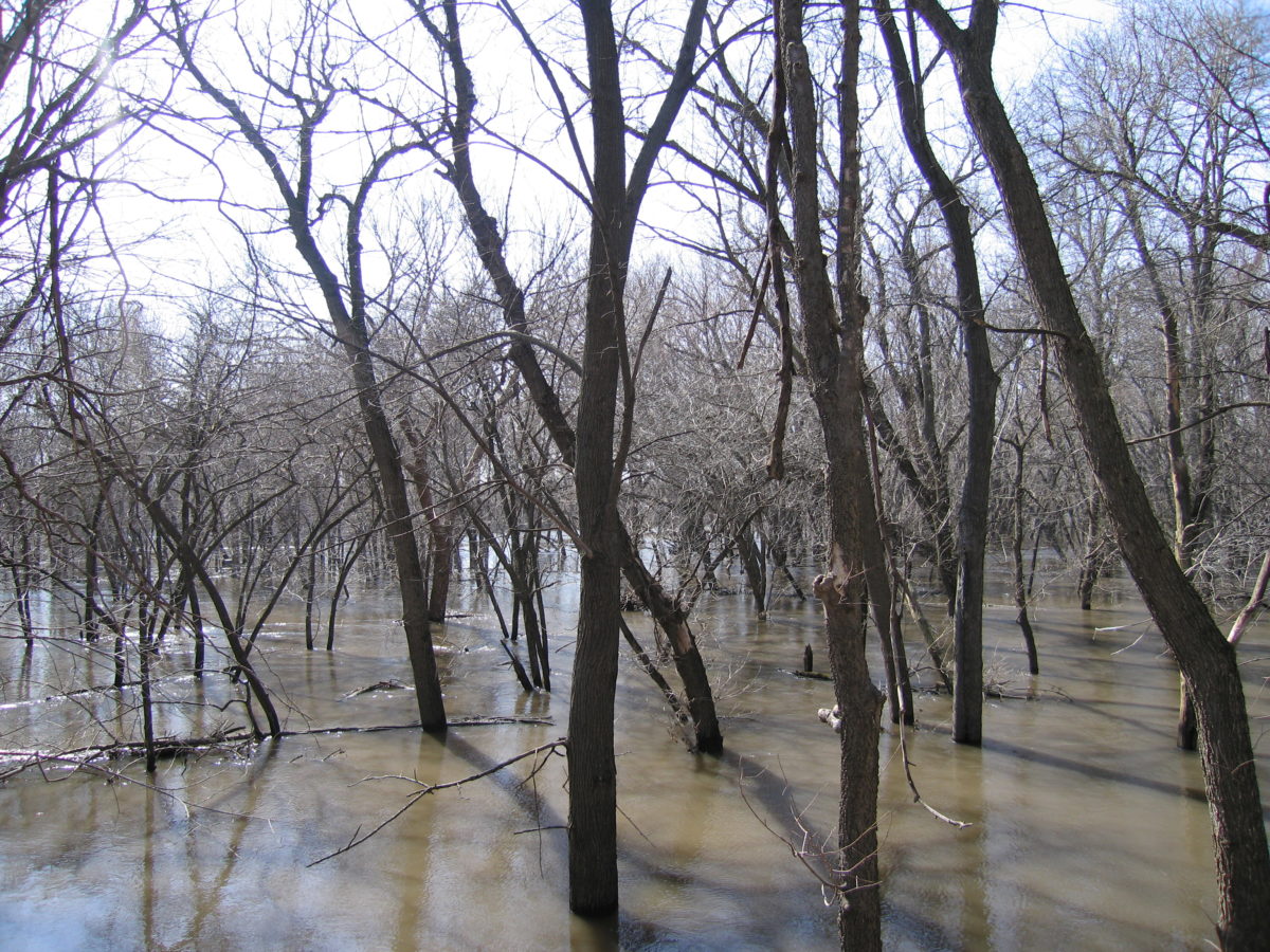 Flooded trees