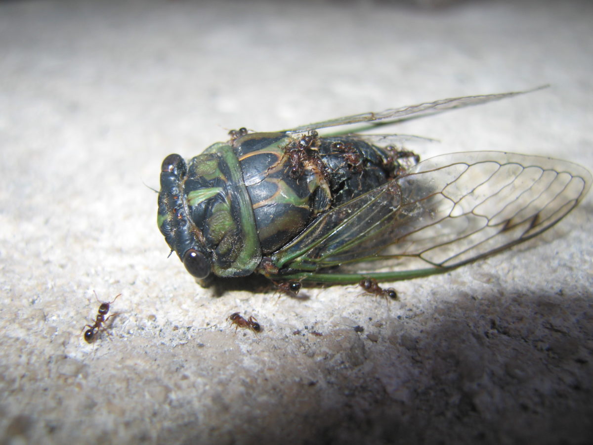 Cicada husk