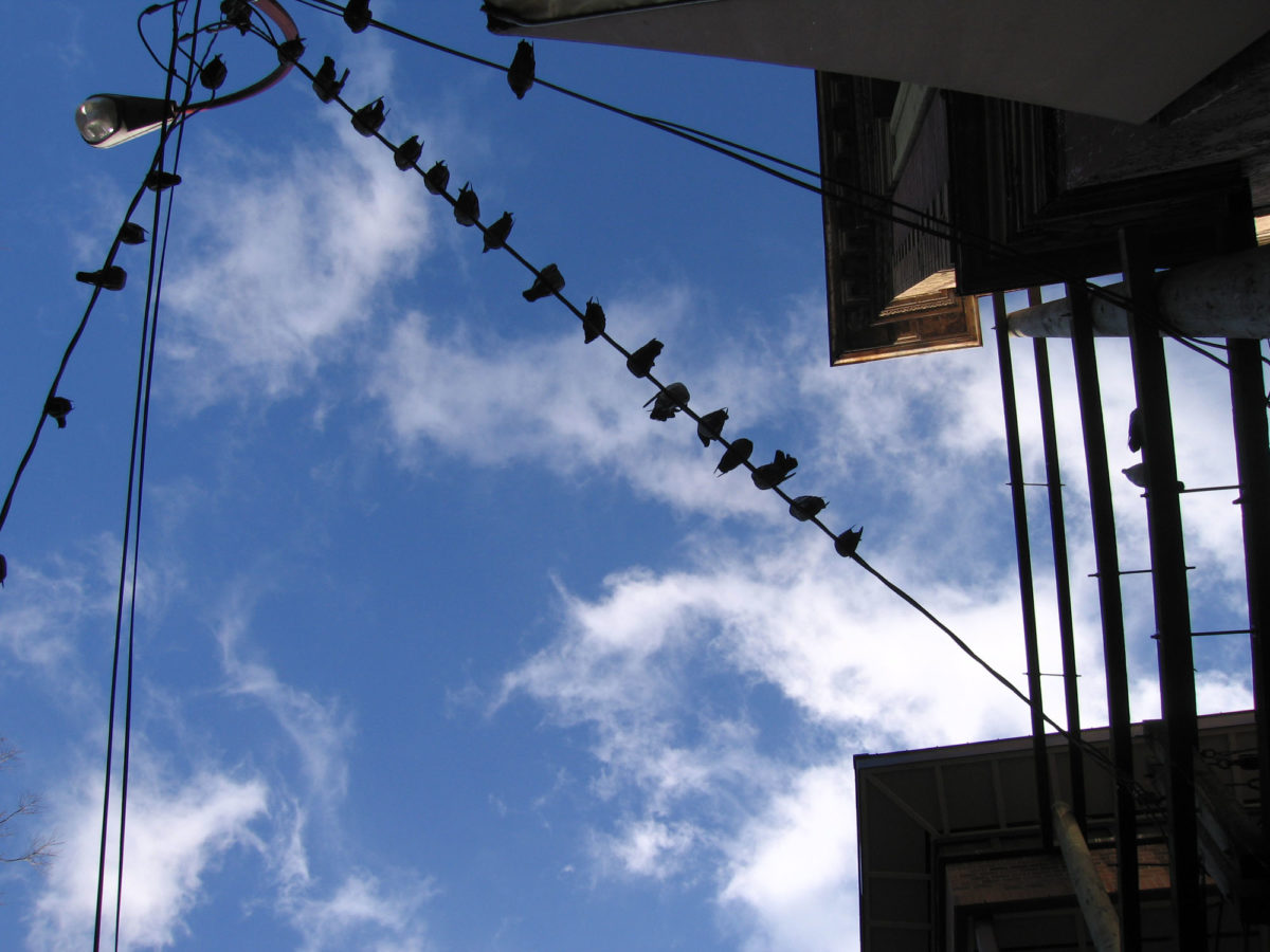 Birds on a wire, shot from below