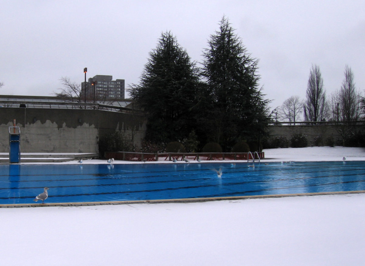 Ducks on the pool surrounded by snow.