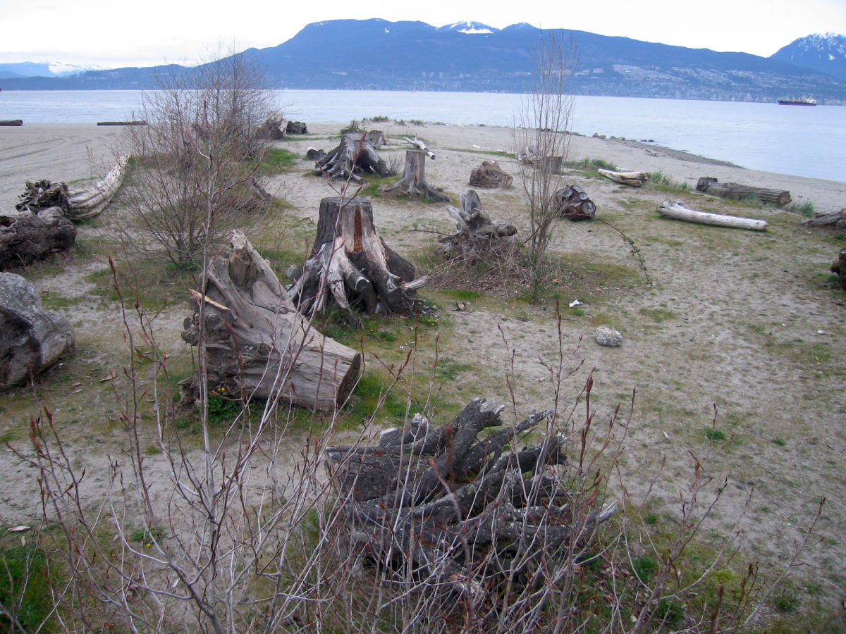 Several beach stumps