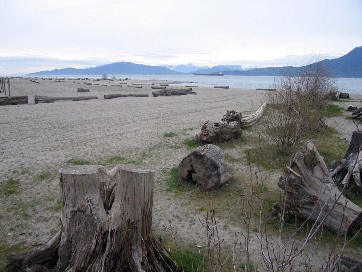 Logs on the beach
