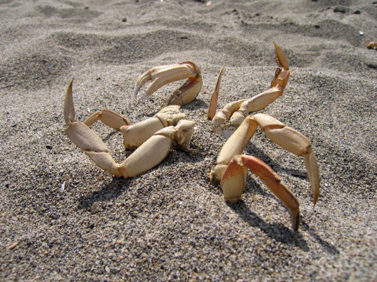 Creepy crab legs in the sand