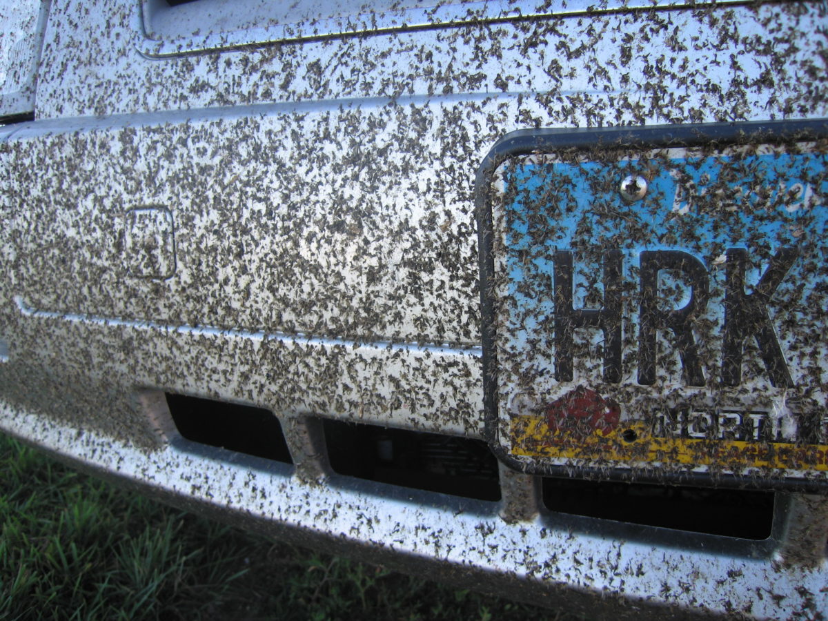 dead bugs on the bumper