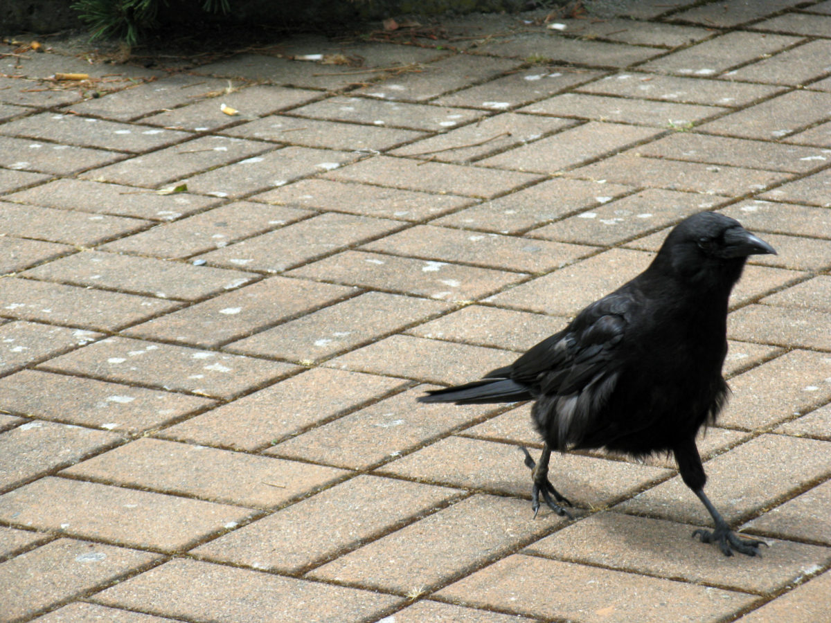 Crow