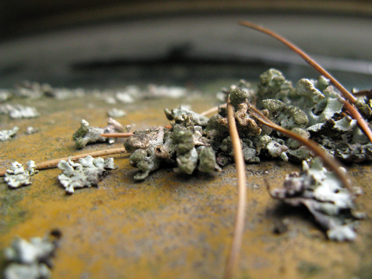 Lichen on the hood of a rusted out car