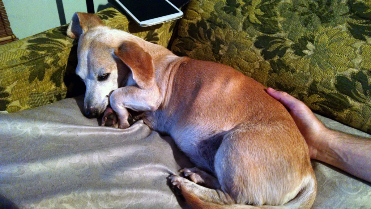 Robin on couch, not feeling well.