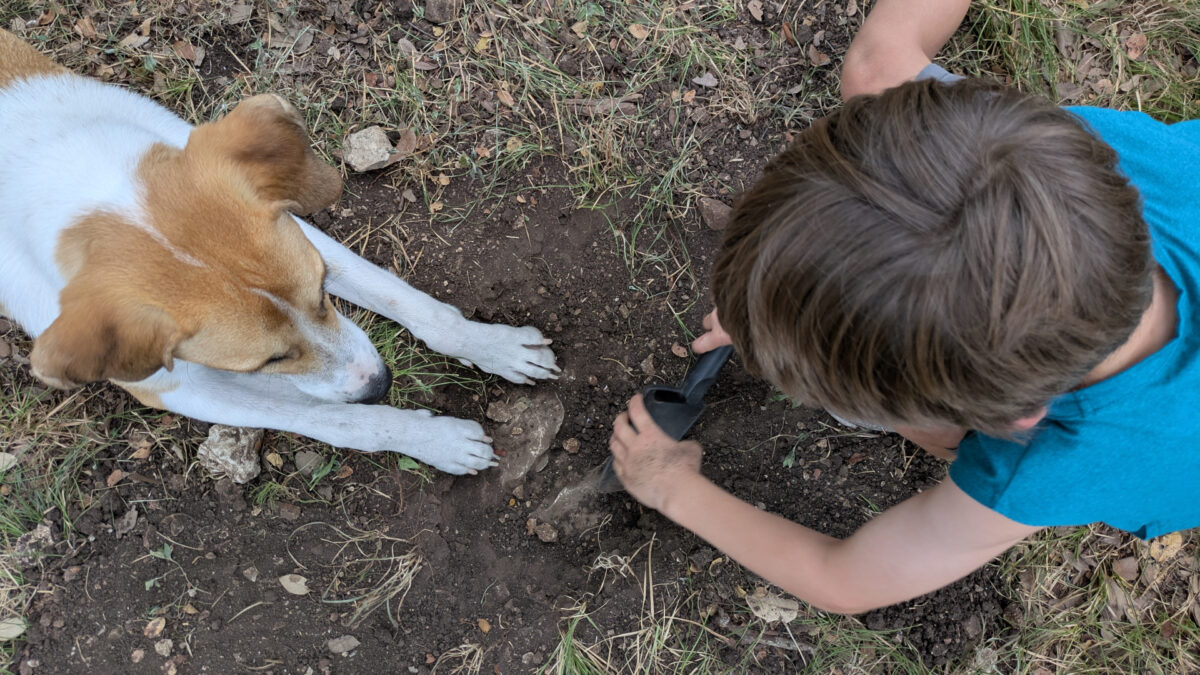 A boy with a blue muscle shirt and a dog with white and tan fur dig a hole in the ground.