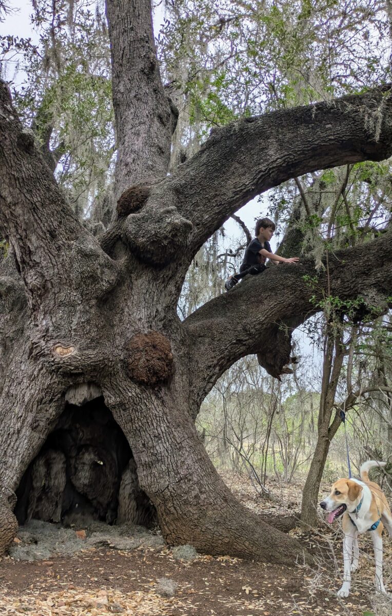 Kid on a massive tree branch of knobbly old oak.