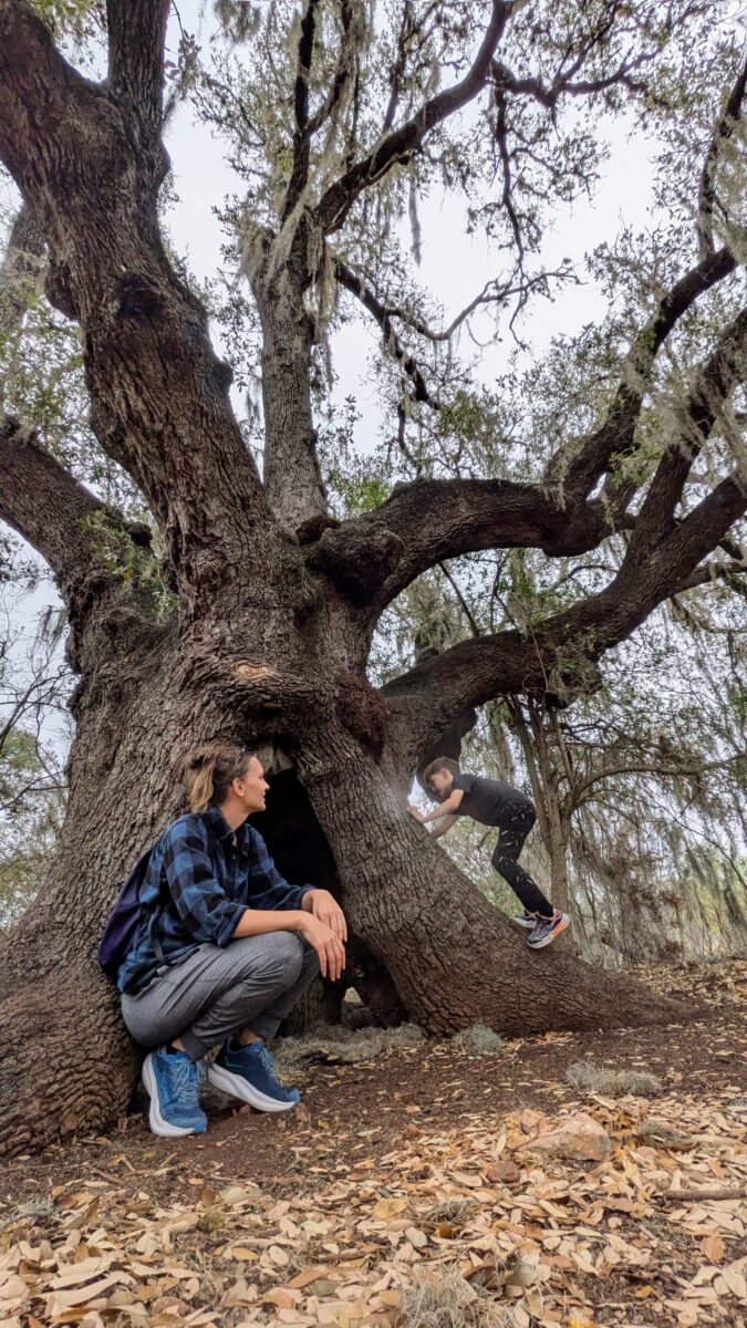 Meg and kid explore a knobbly ancient oak tree