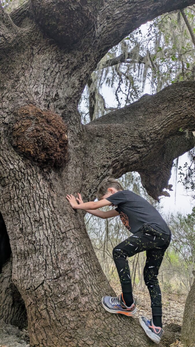 Kid with a cool haircut starts to climb a tree.